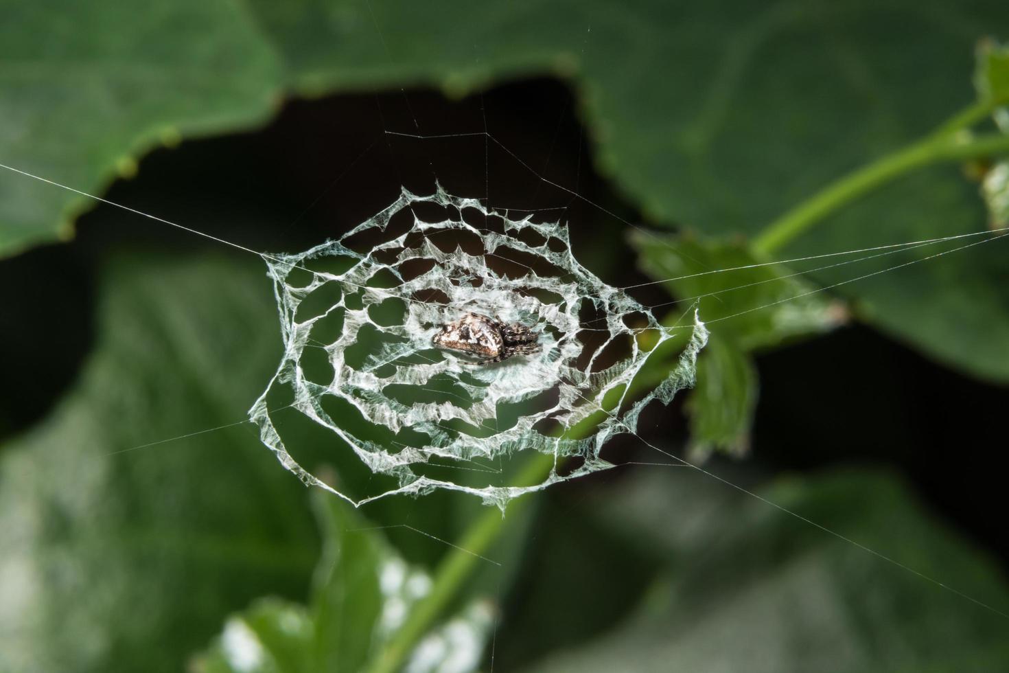 Spinne im Spinnennetz foto