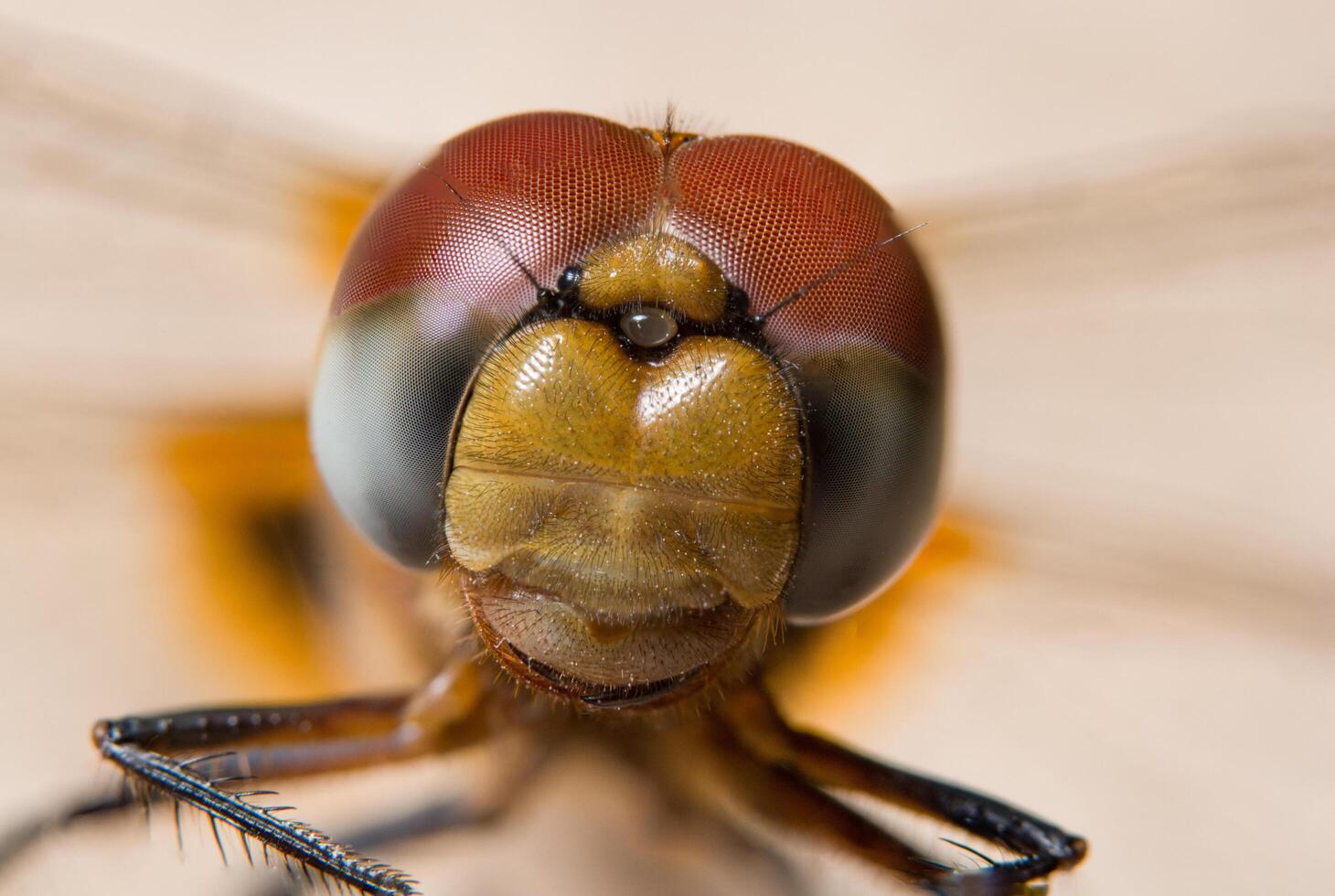 Libelle auf einem Blatt foto