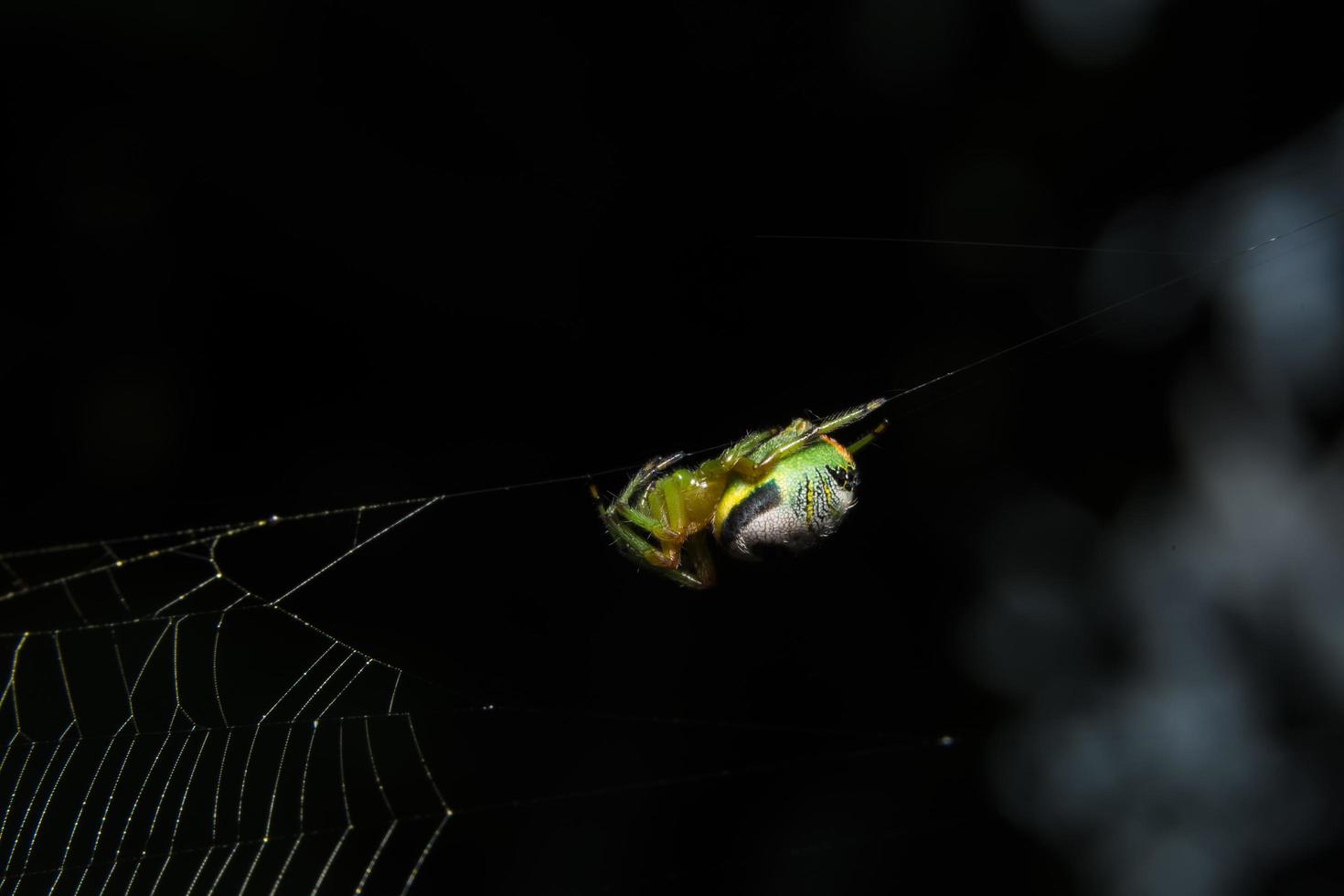 Spinne, Nahaufnahmefoto foto