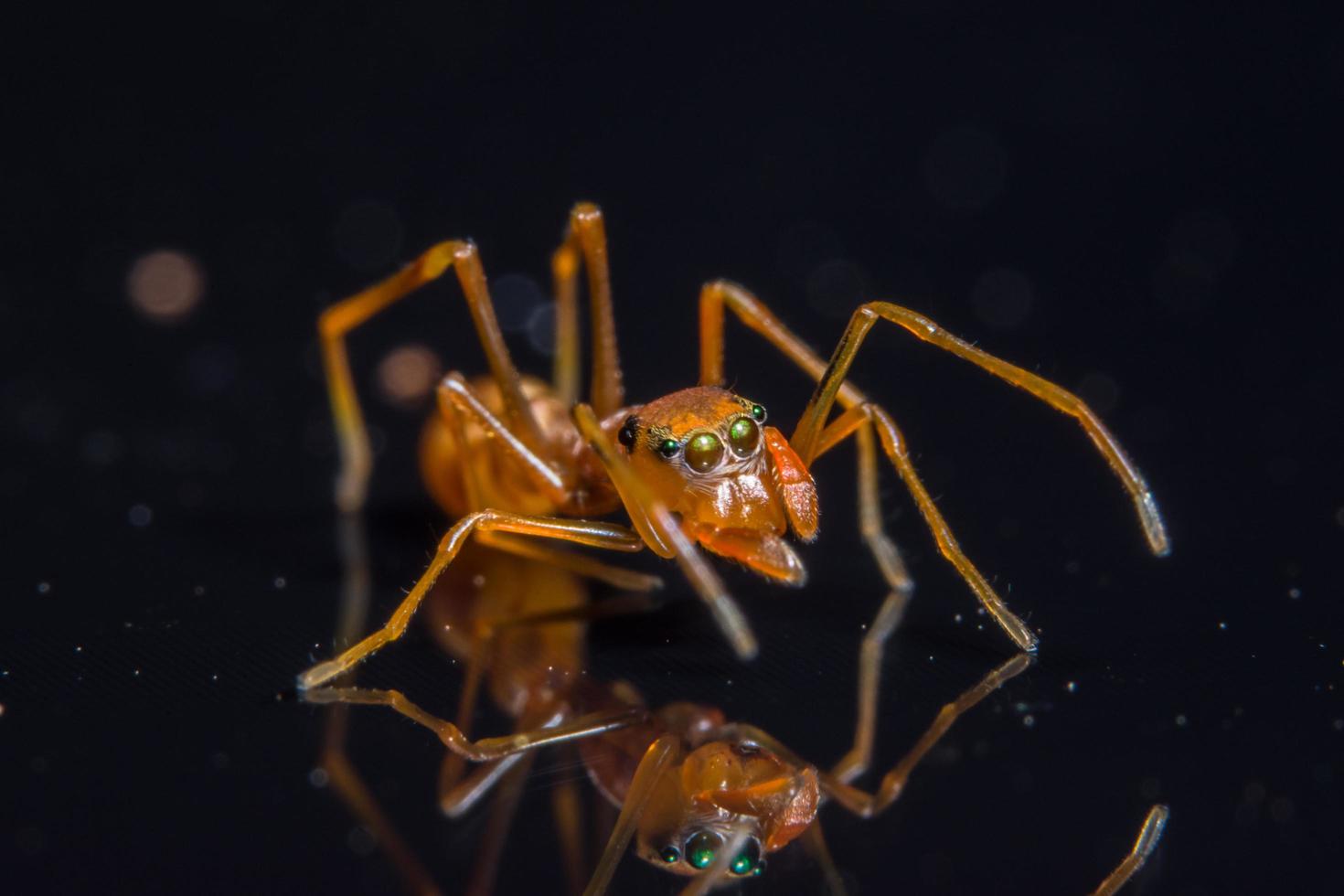 Spinne, Nahaufnahmefoto foto