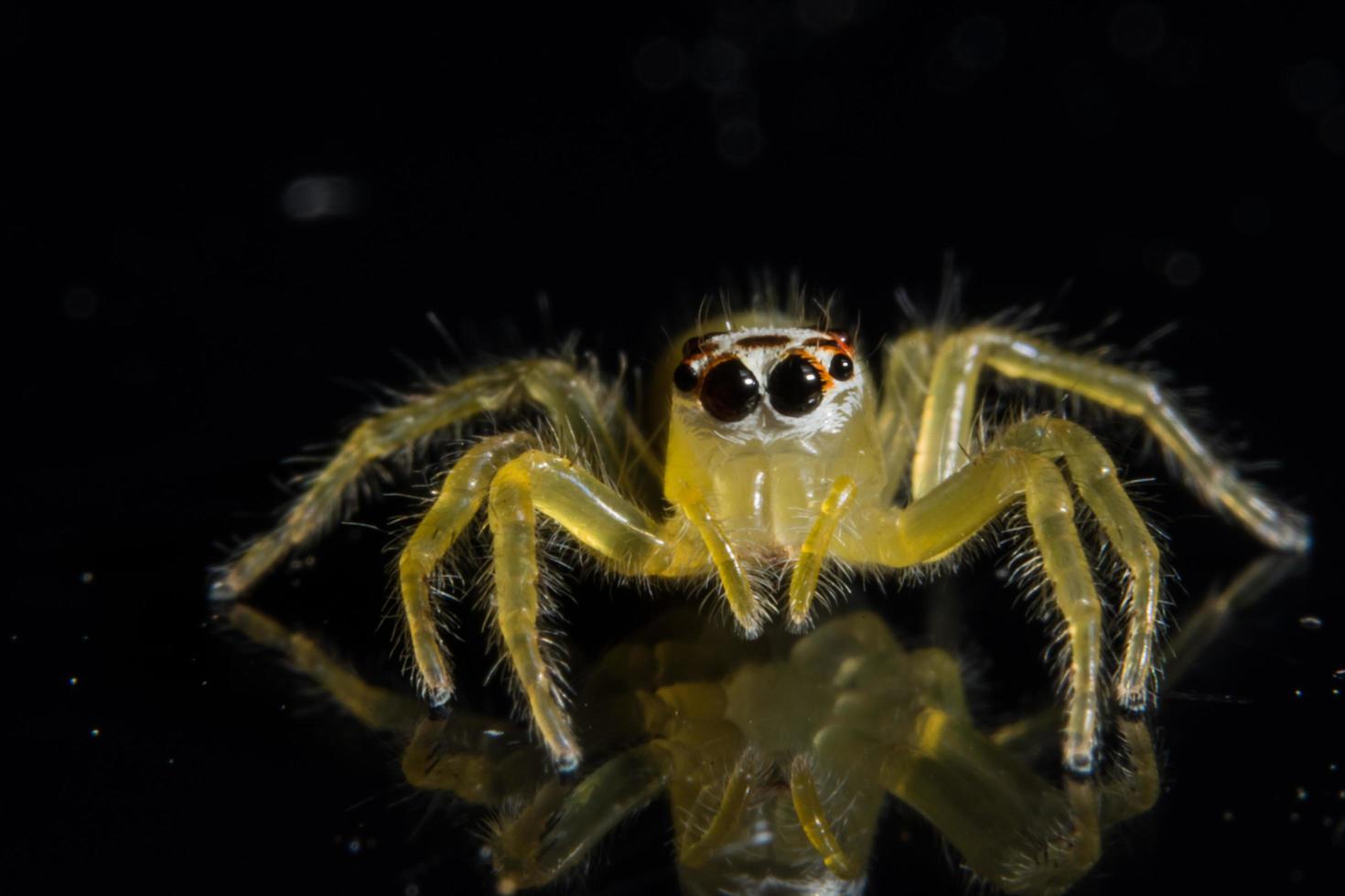 Spinne, Nahaufnahmefoto foto