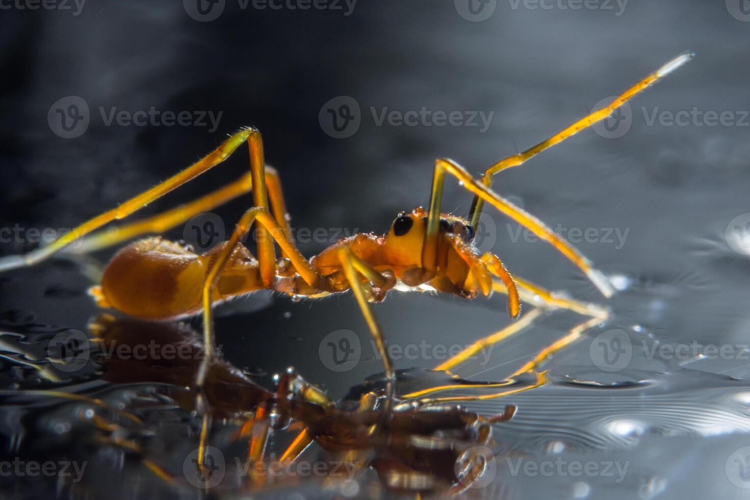 Spinne, Nahaufnahmefoto foto