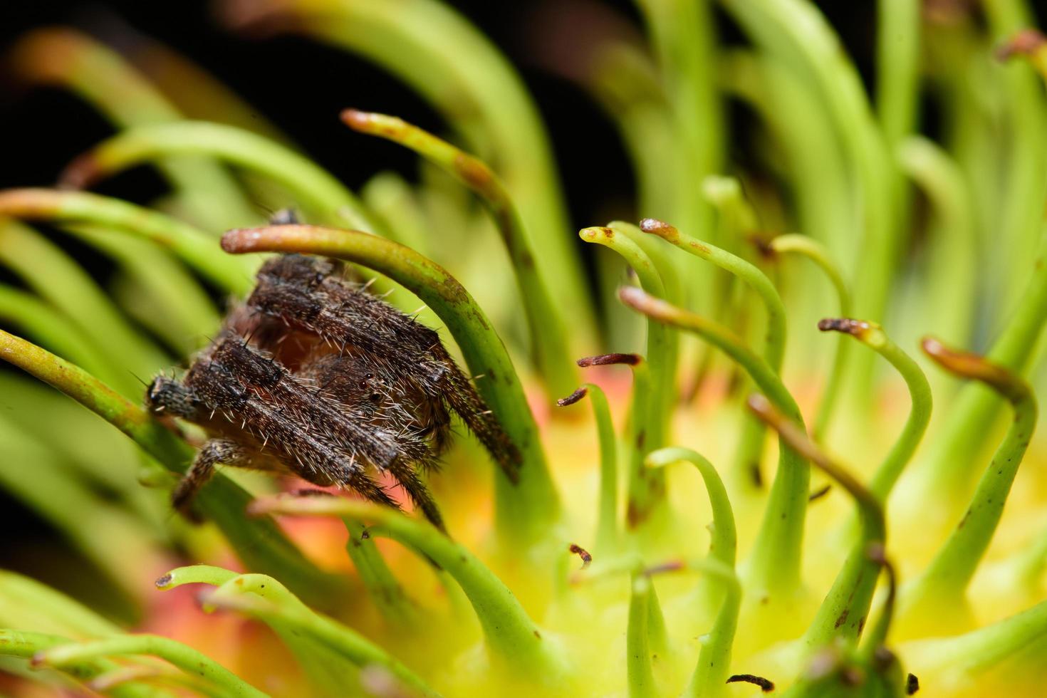 Spinne auf einer Blume foto