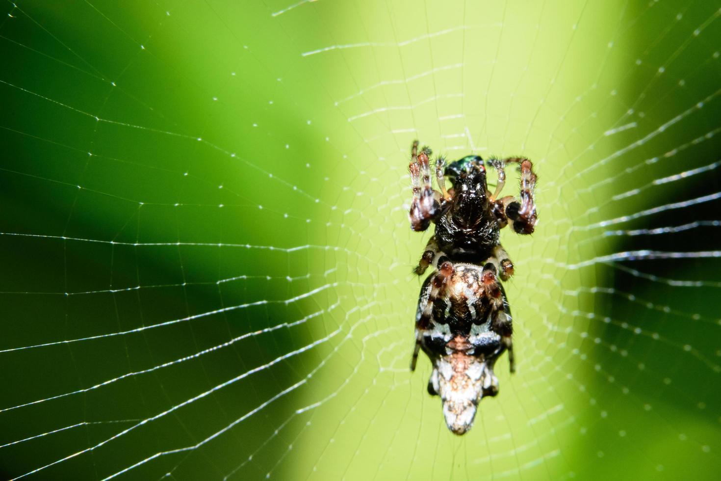 Spinne im Spinnennetz foto