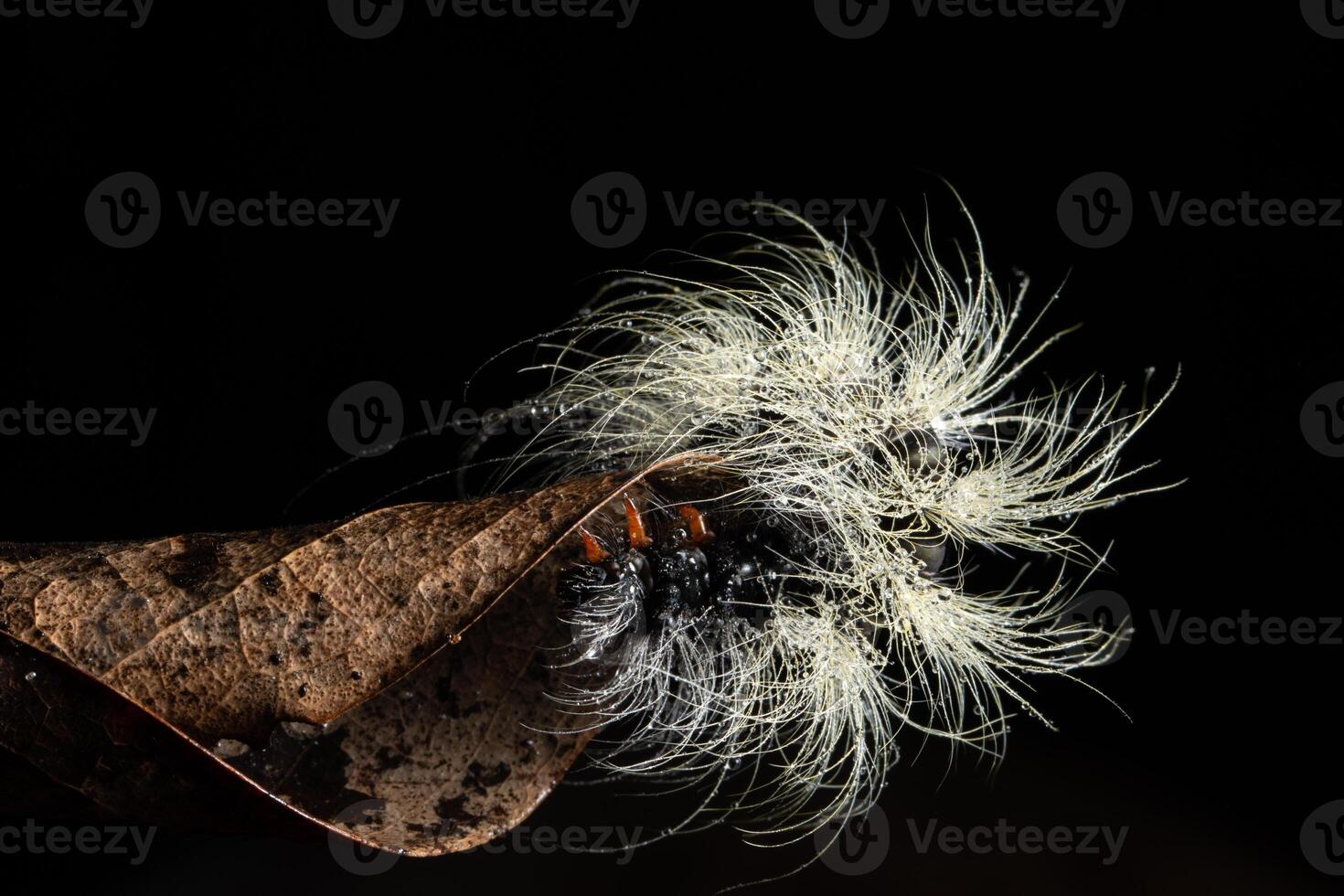 Raupe auf einem Blatt foto