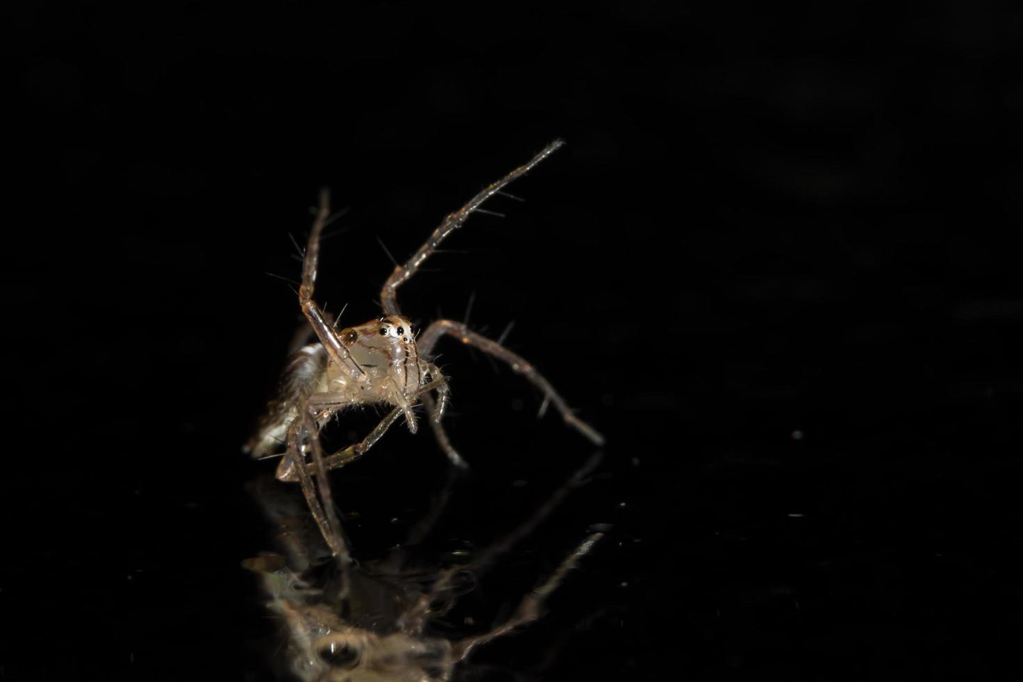 Spinne auf Glasoberfläche foto