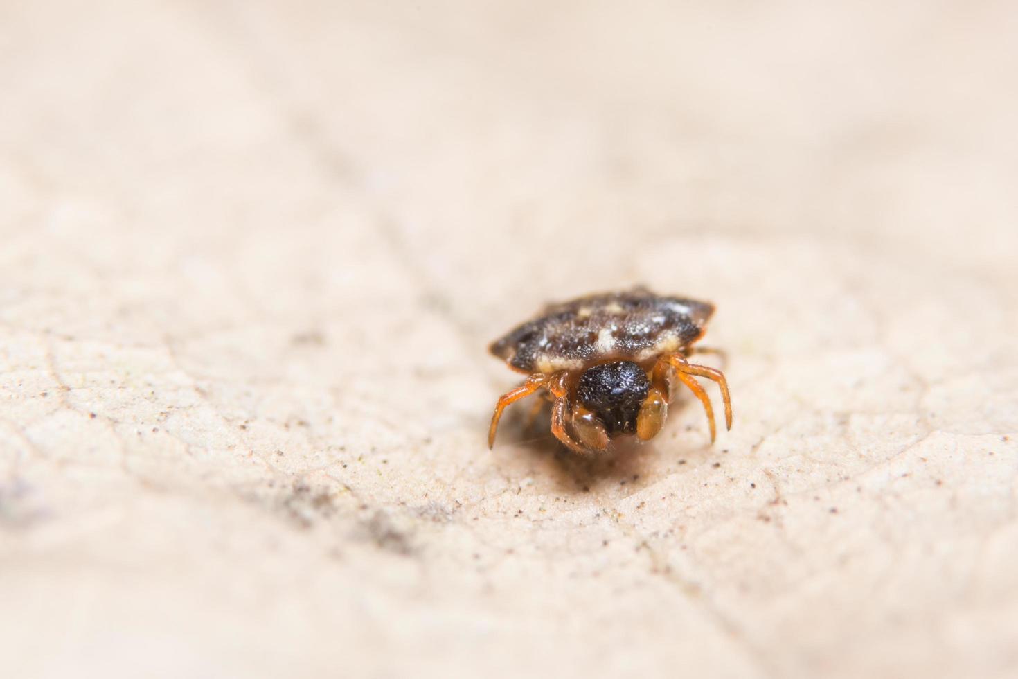 Spinne auf einem Blatt foto