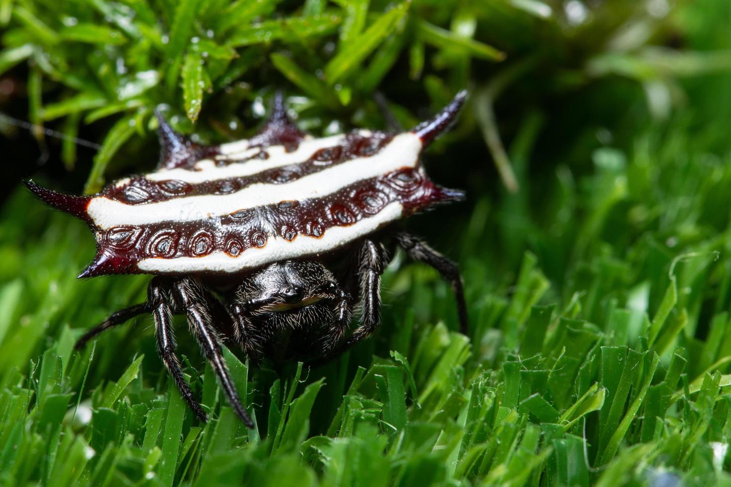 Spinne im Gras foto