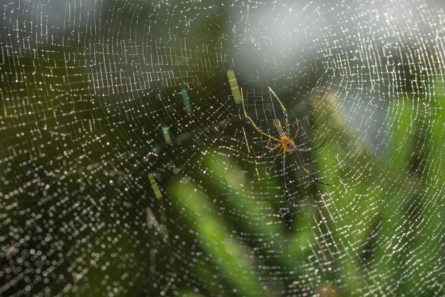 Spinne im Spinnennetz foto