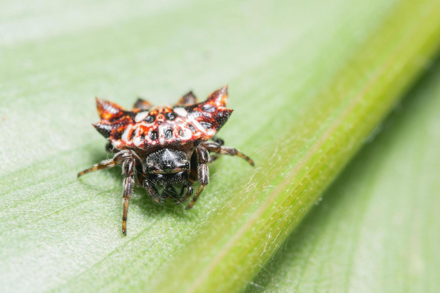 Spinne auf einem Blatt foto