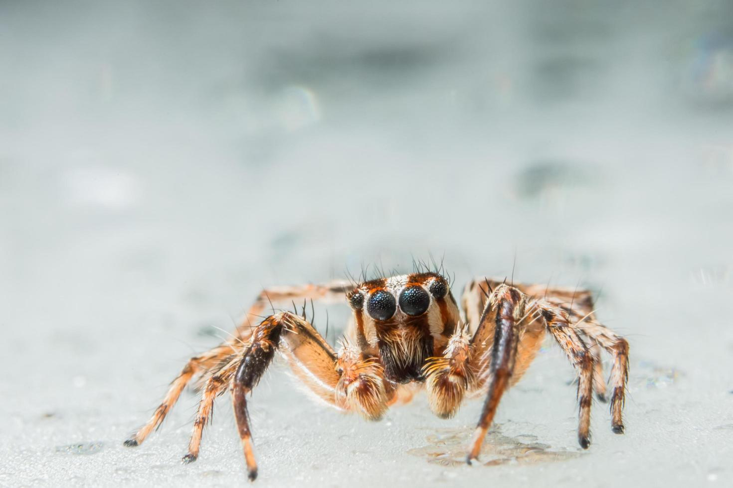 Spinne, Nahaufnahmefoto foto