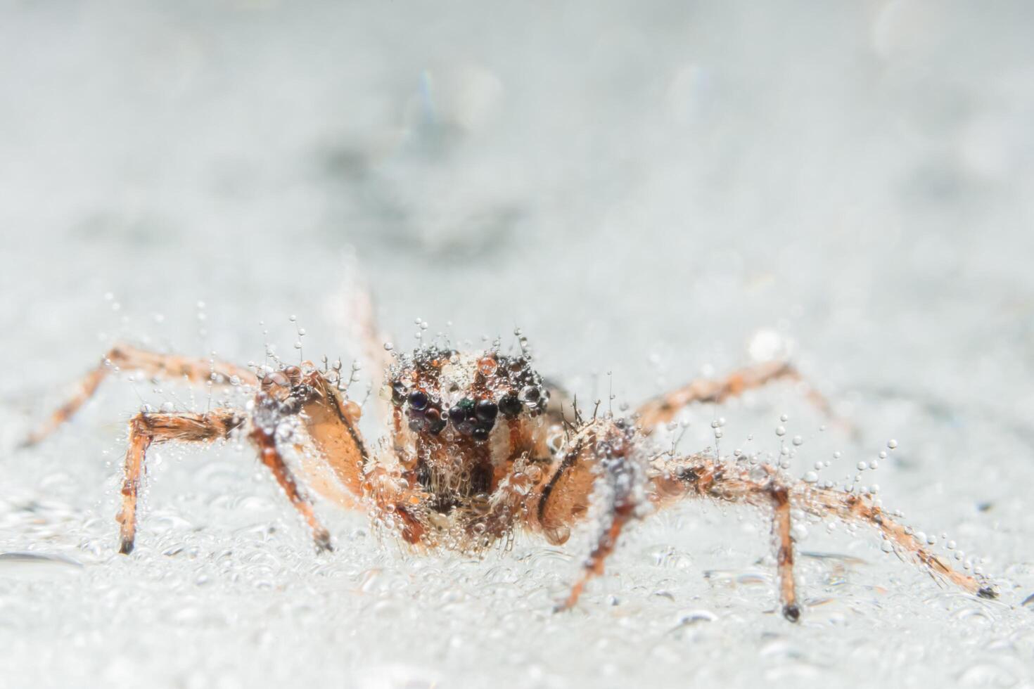 Spinne, Nahaufnahmefoto foto