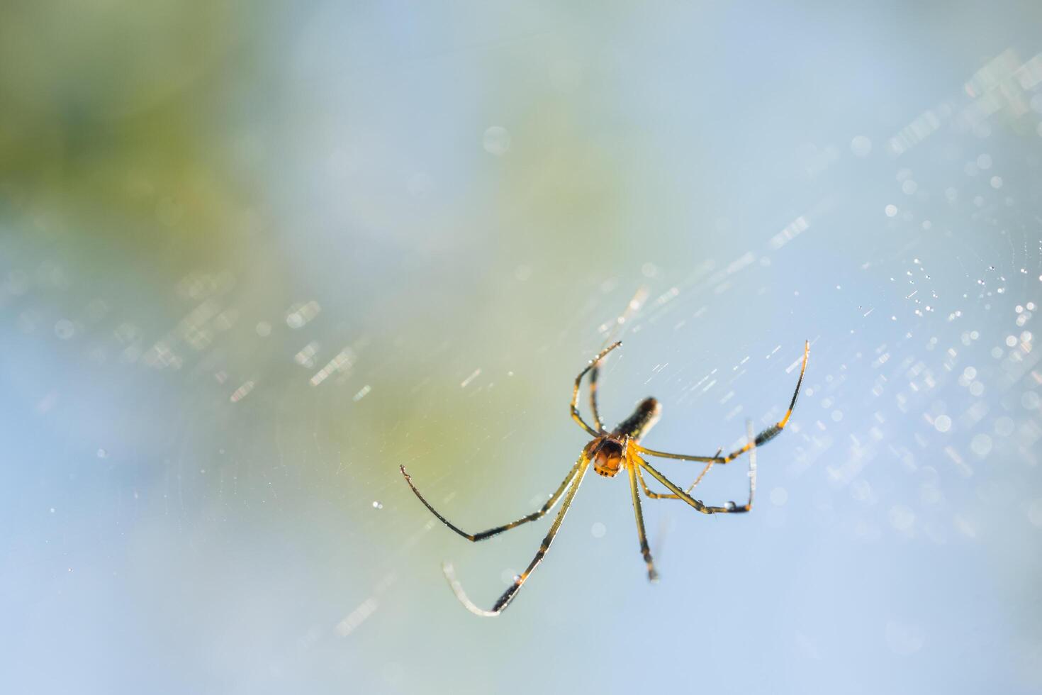 Spinne im Spinnennetz foto