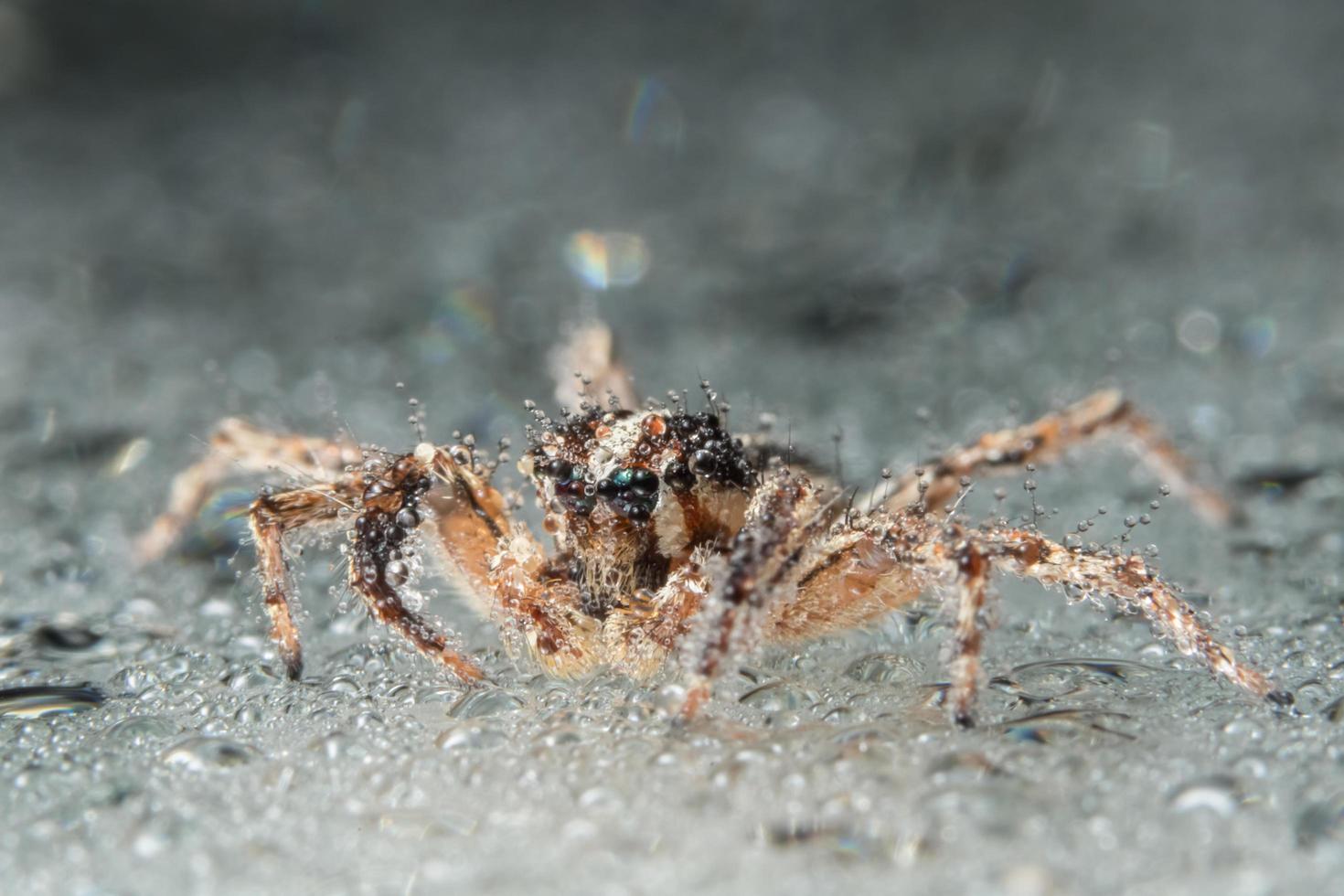 Spinne, Nahaufnahmefoto foto