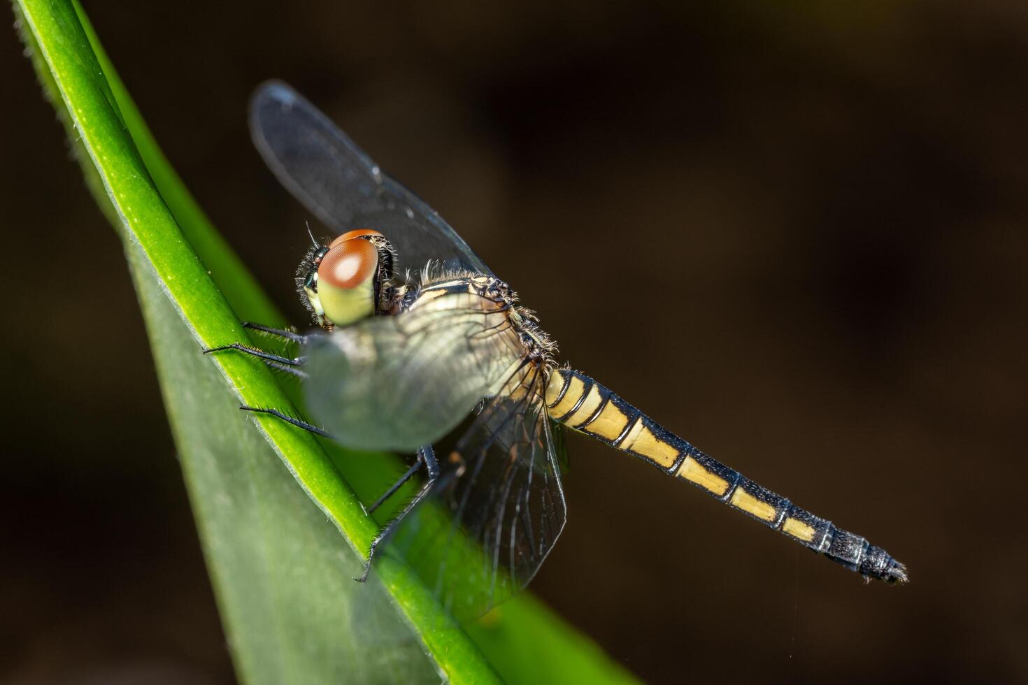 Libelle auf einem Blatt foto