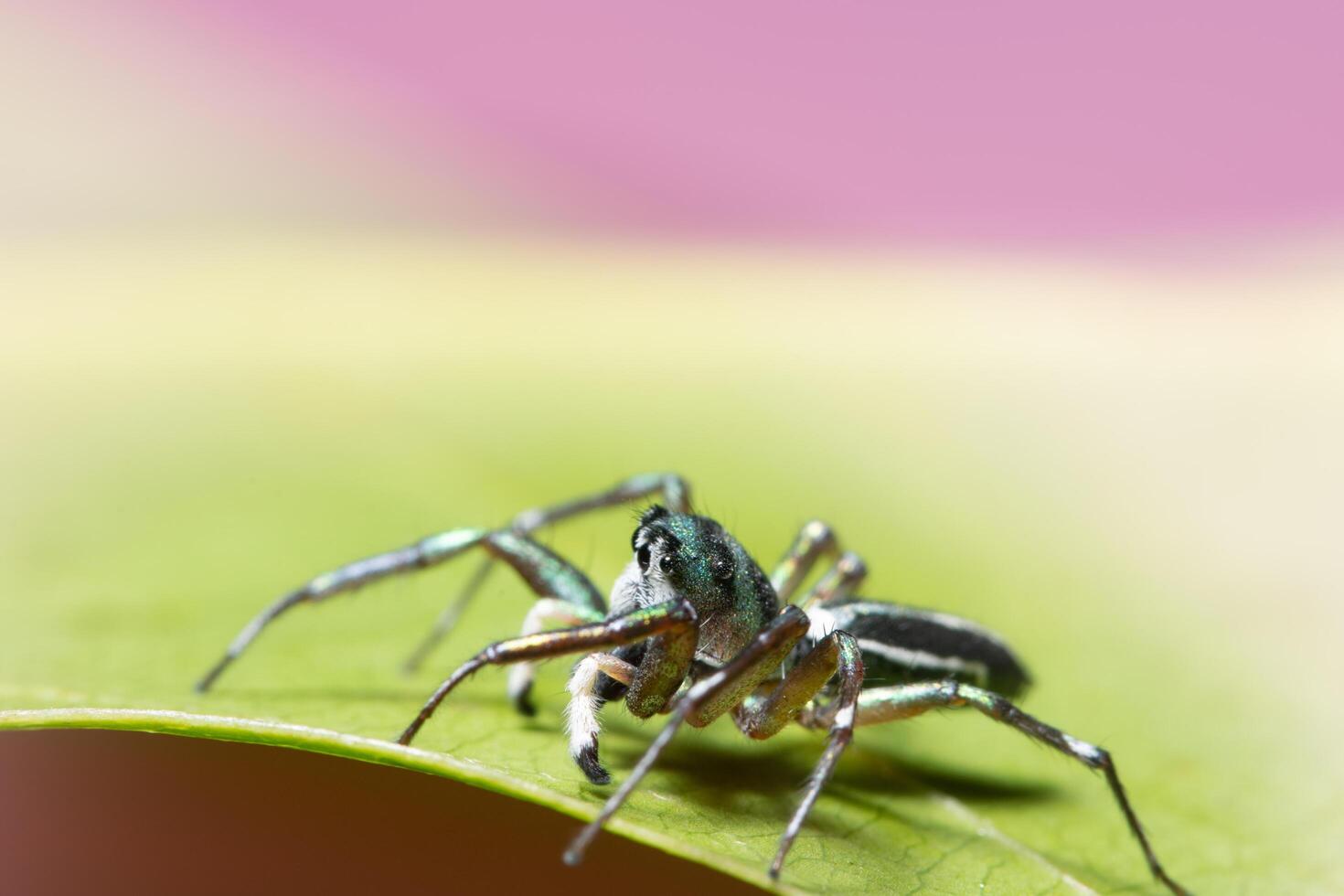 Spinne auf einem Blatt foto