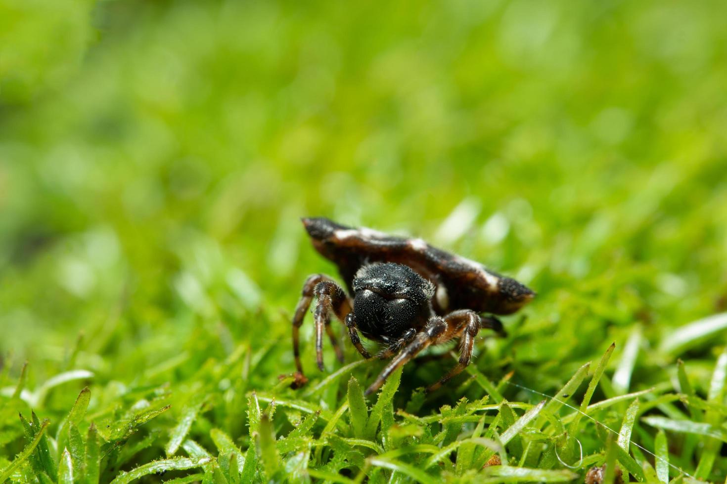 Spinne im Gras foto