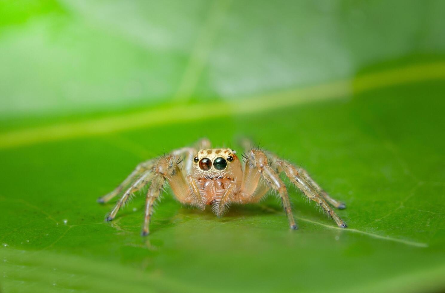 Spinne auf einem Blatt foto