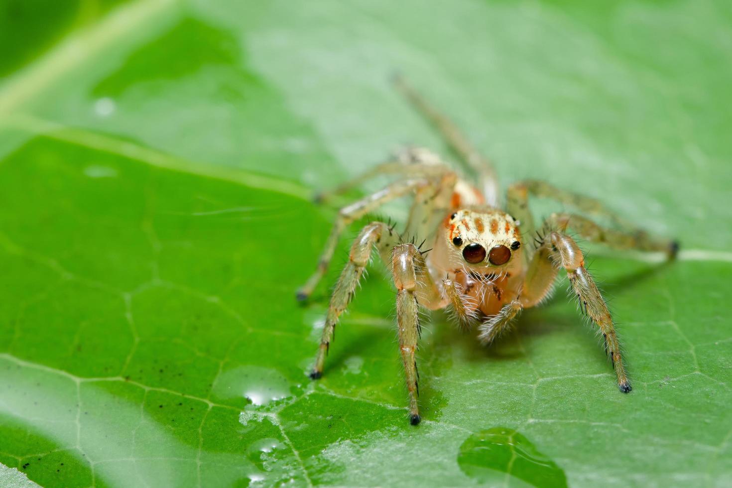 Spinne auf einem Blatt foto