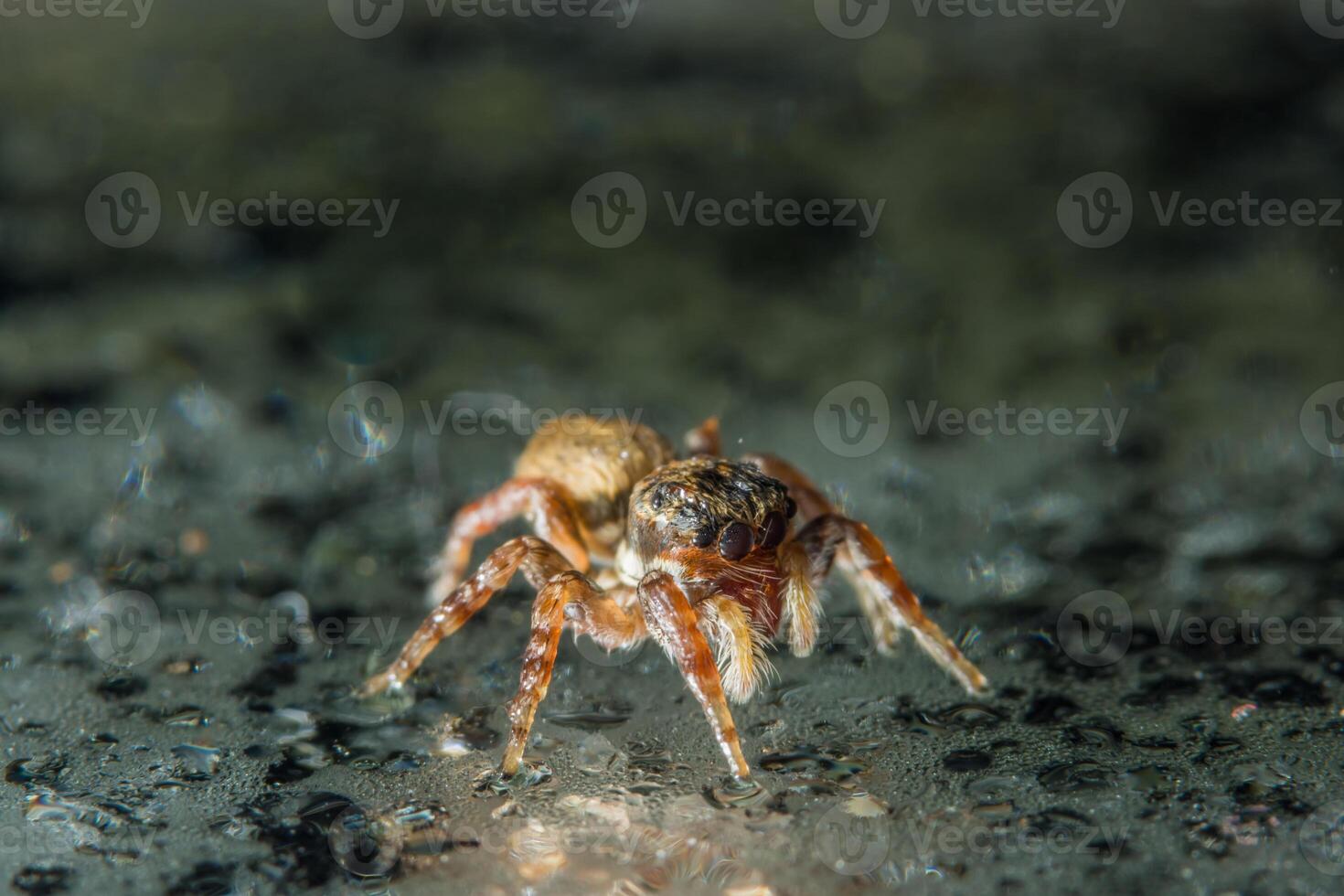 Spinne auf Glasoberfläche foto