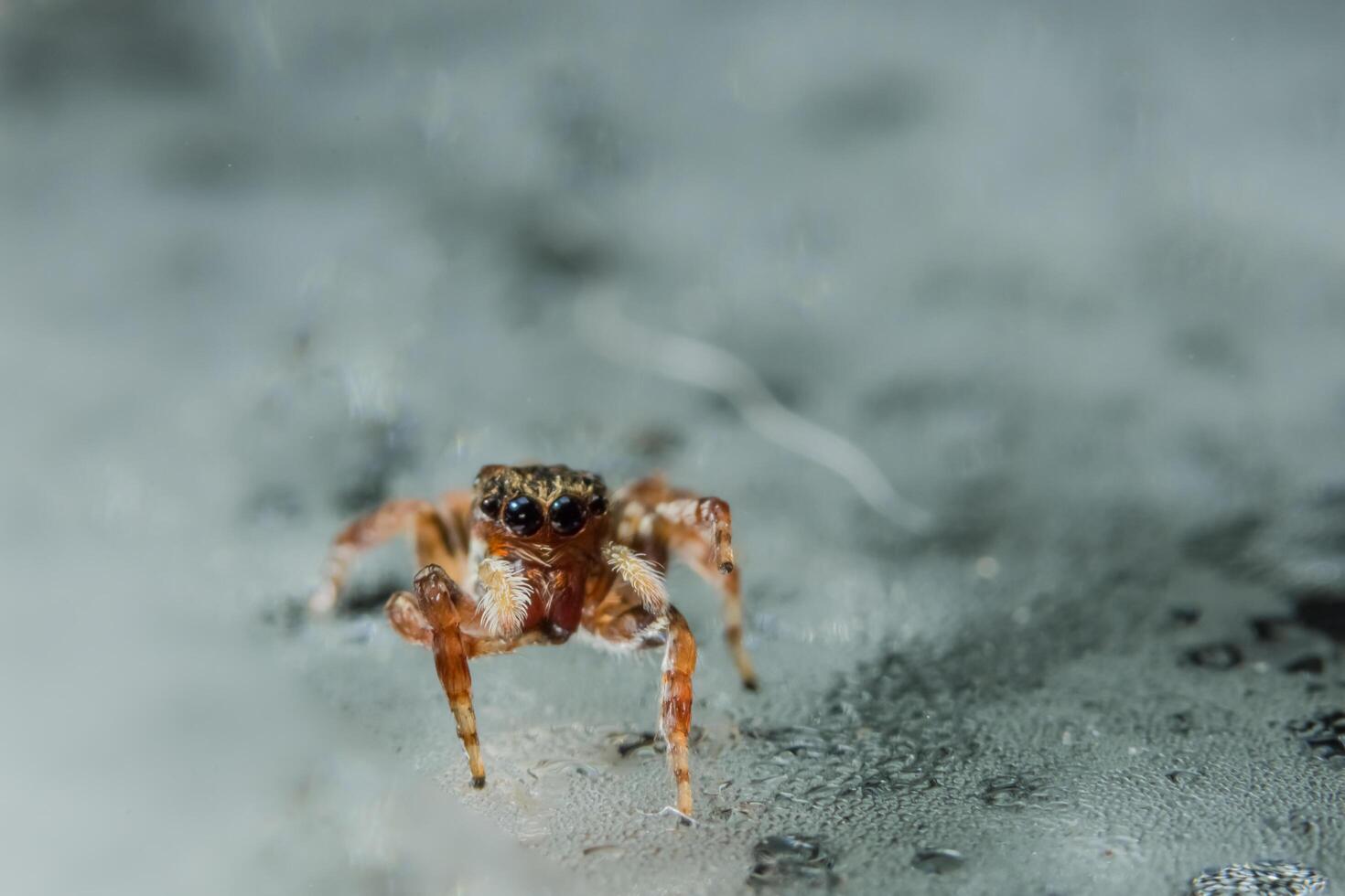 Spinne, Nahaufnahmefoto foto