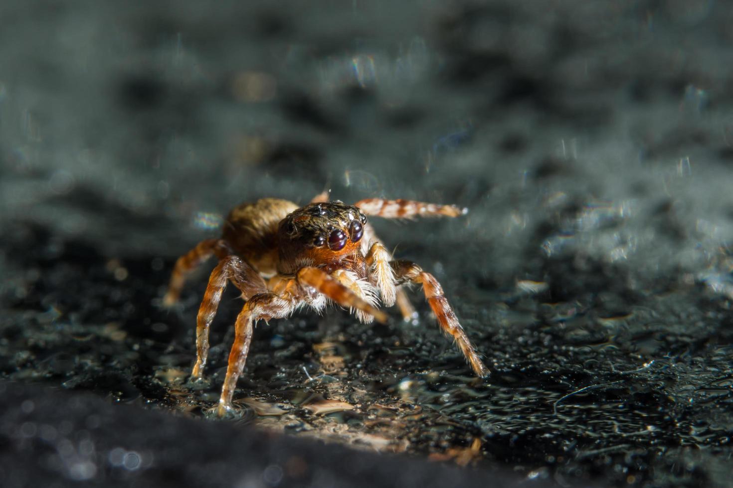 Spinne auf Glasoberfläche foto