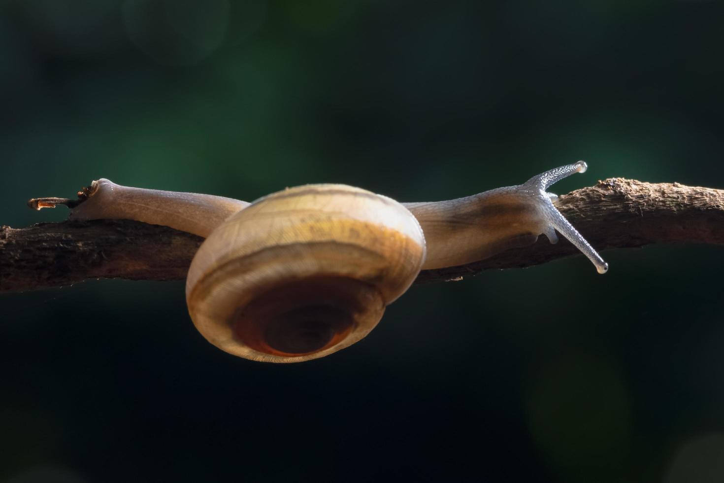 Schnecke auf einem Ast foto