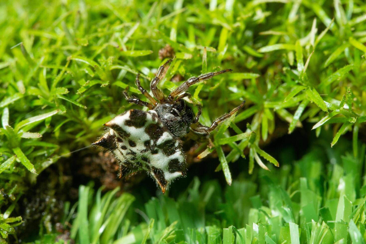 Spinne im Gras foto