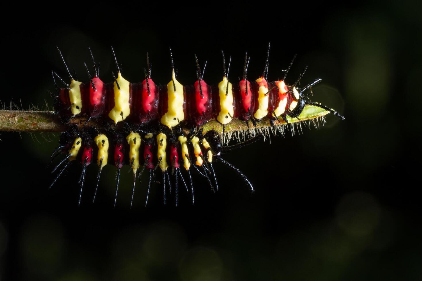 Raupe auf einem Blatt foto