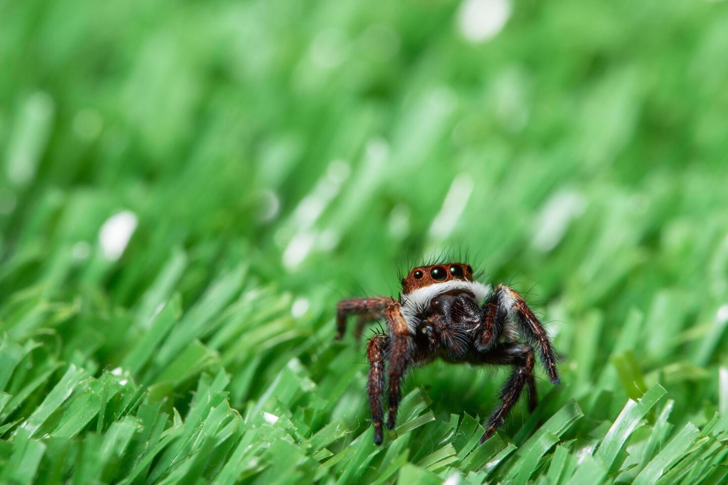 Spinne auf einem Blatt foto