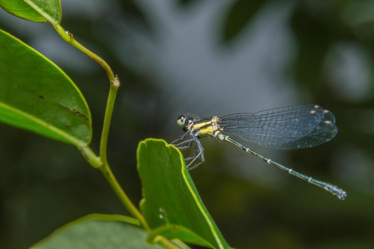 Libelle auf einem Blatt foto