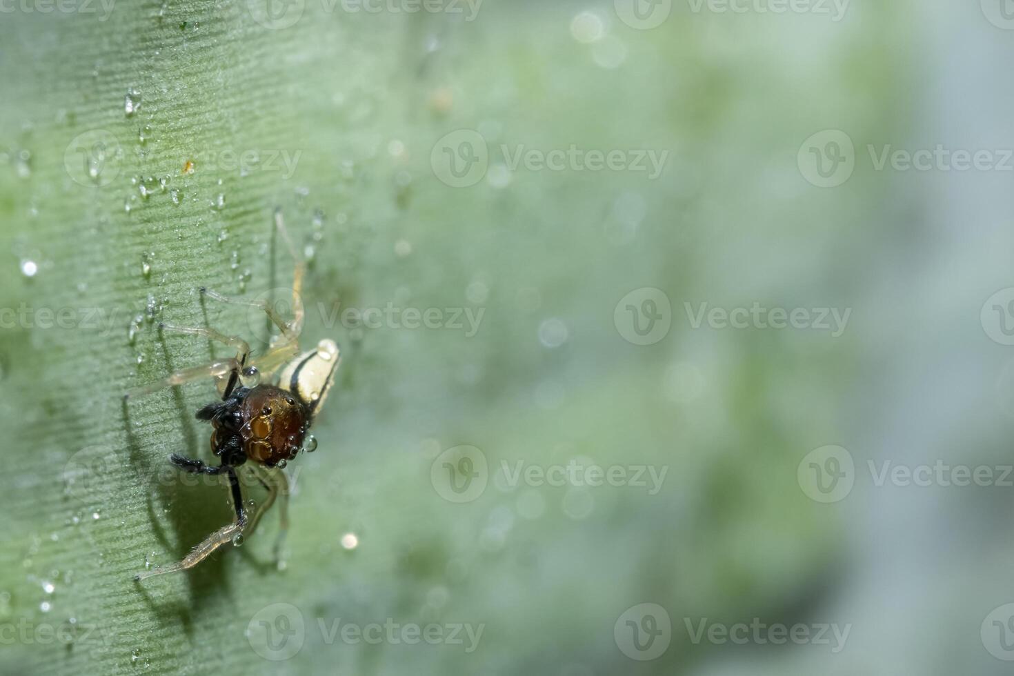 Spinne auf einem Blatt foto