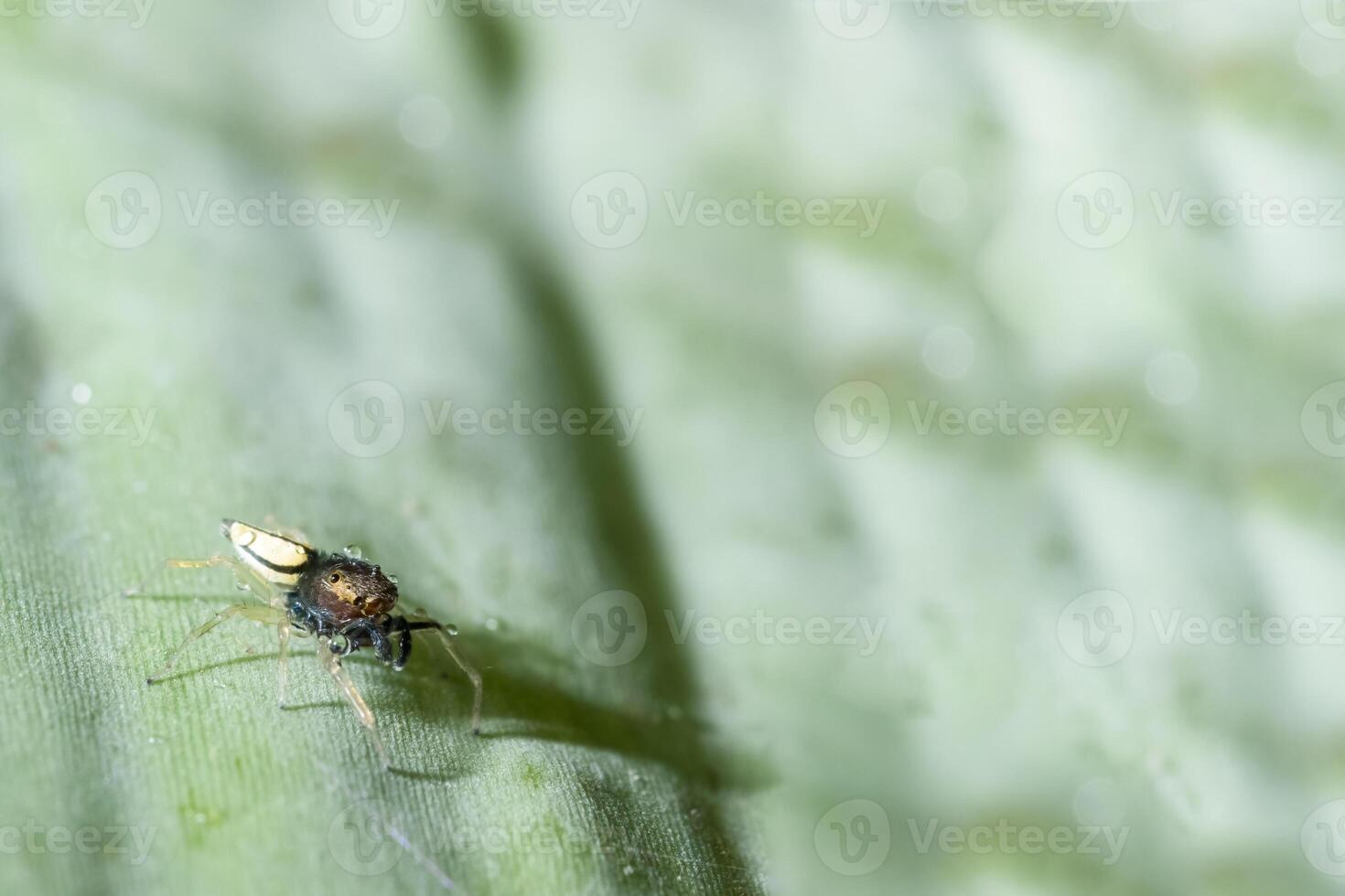 Spinne auf einem Blatt foto