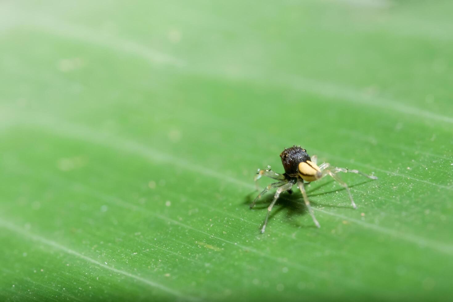 Spinne auf einem Blatt foto