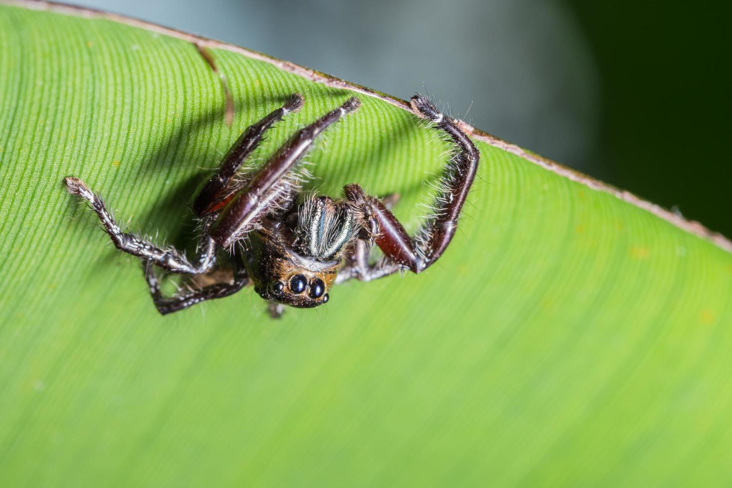 Spinne auf einem Blatt foto