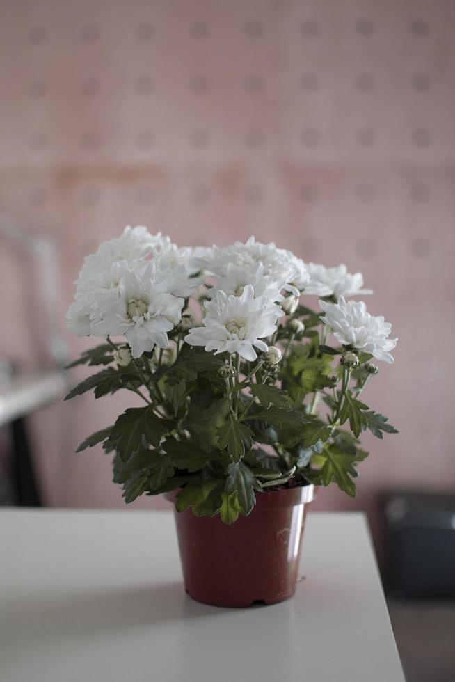 weiße Blumen in einem Topf foto