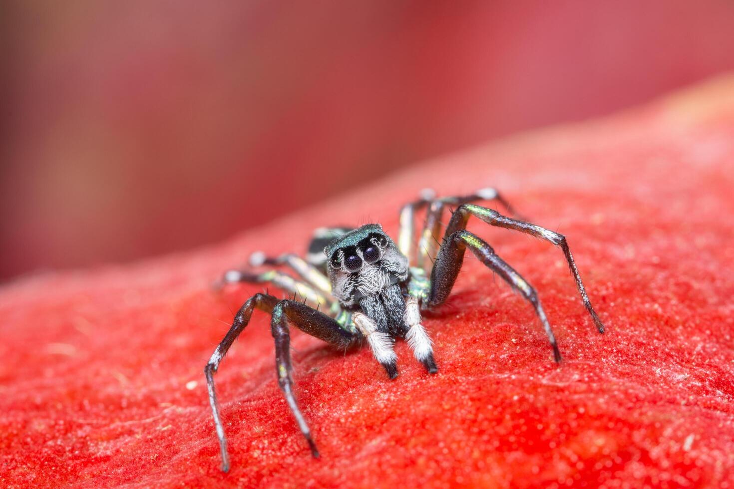 Spinne auf rotem Hintergrund foto