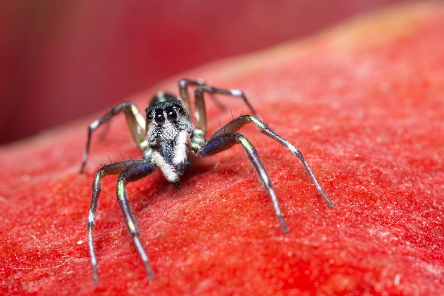 Spinne auf rotem Hintergrund foto