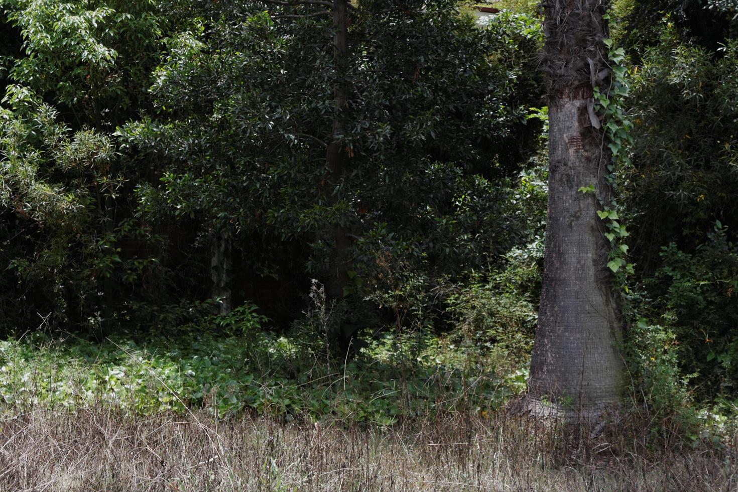 Bewachsener Gartenbereich tagsüber foto