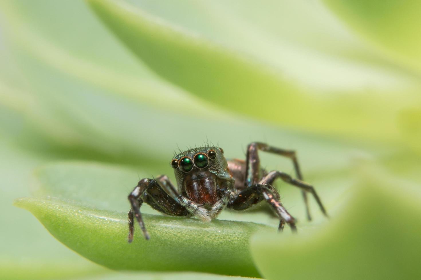 Spinne auf einem grünen Blatt foto