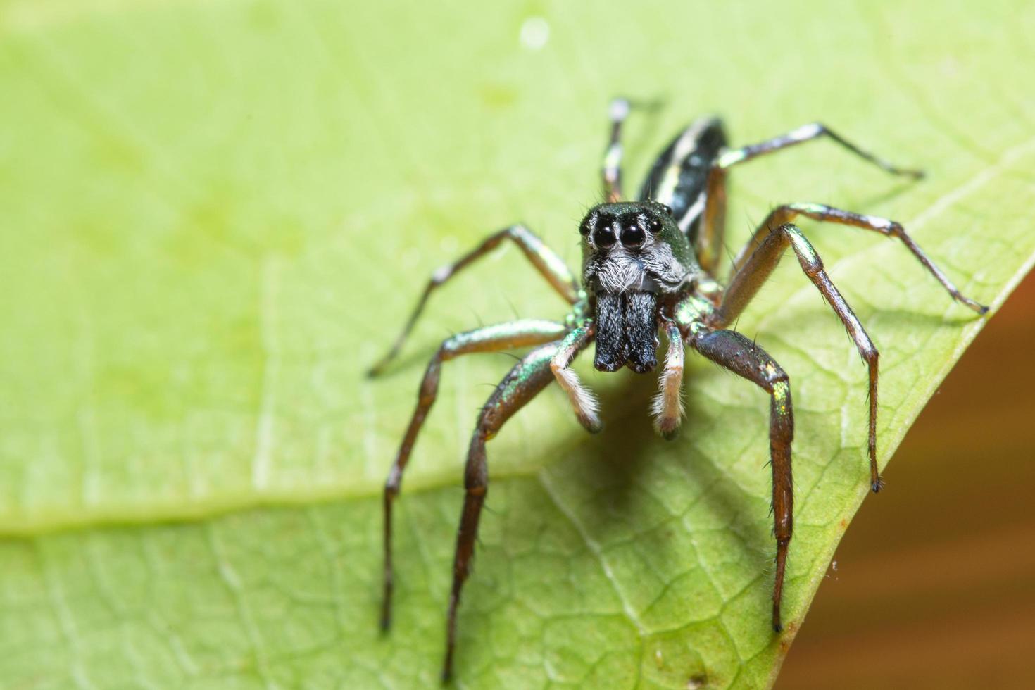 Spinne auf einem grünen Blatt foto