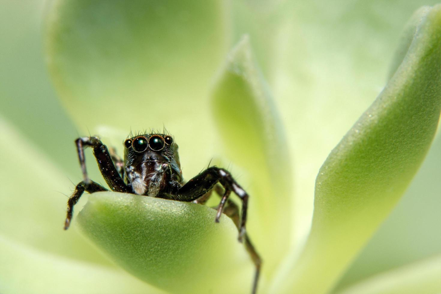 Spinne auf einem Blatt. foto