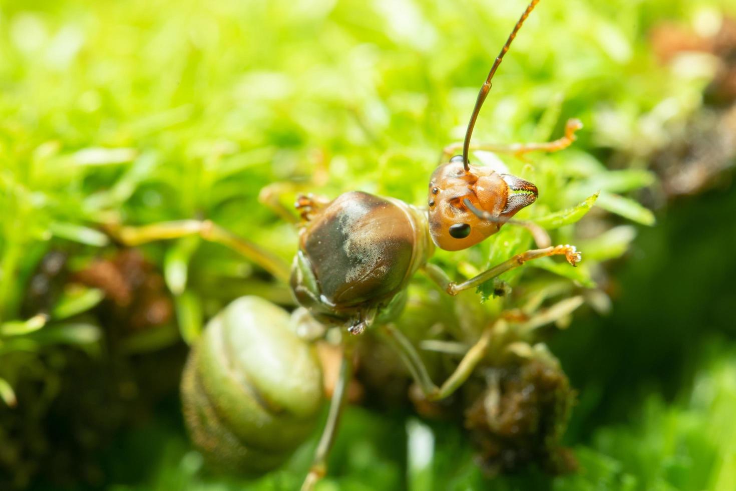 grüne Ameise im Gras foto