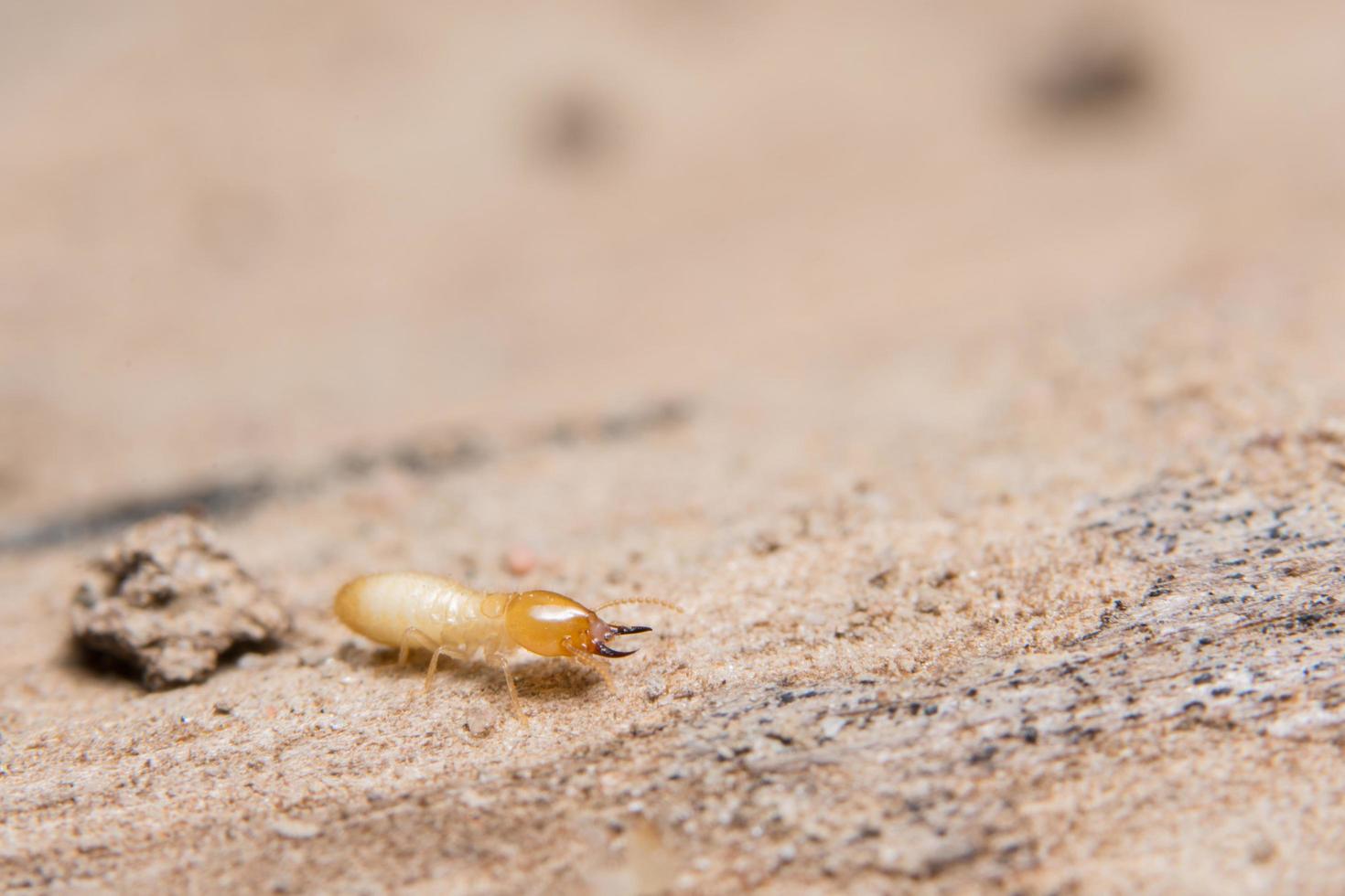 Termite auf Holz, Nahaufnahme foto