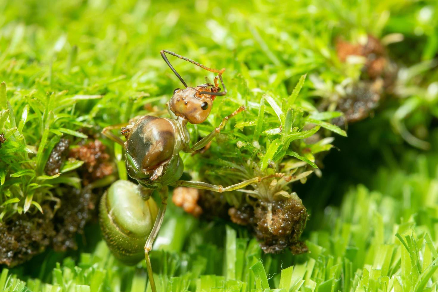 grüne Ameise im Gras foto