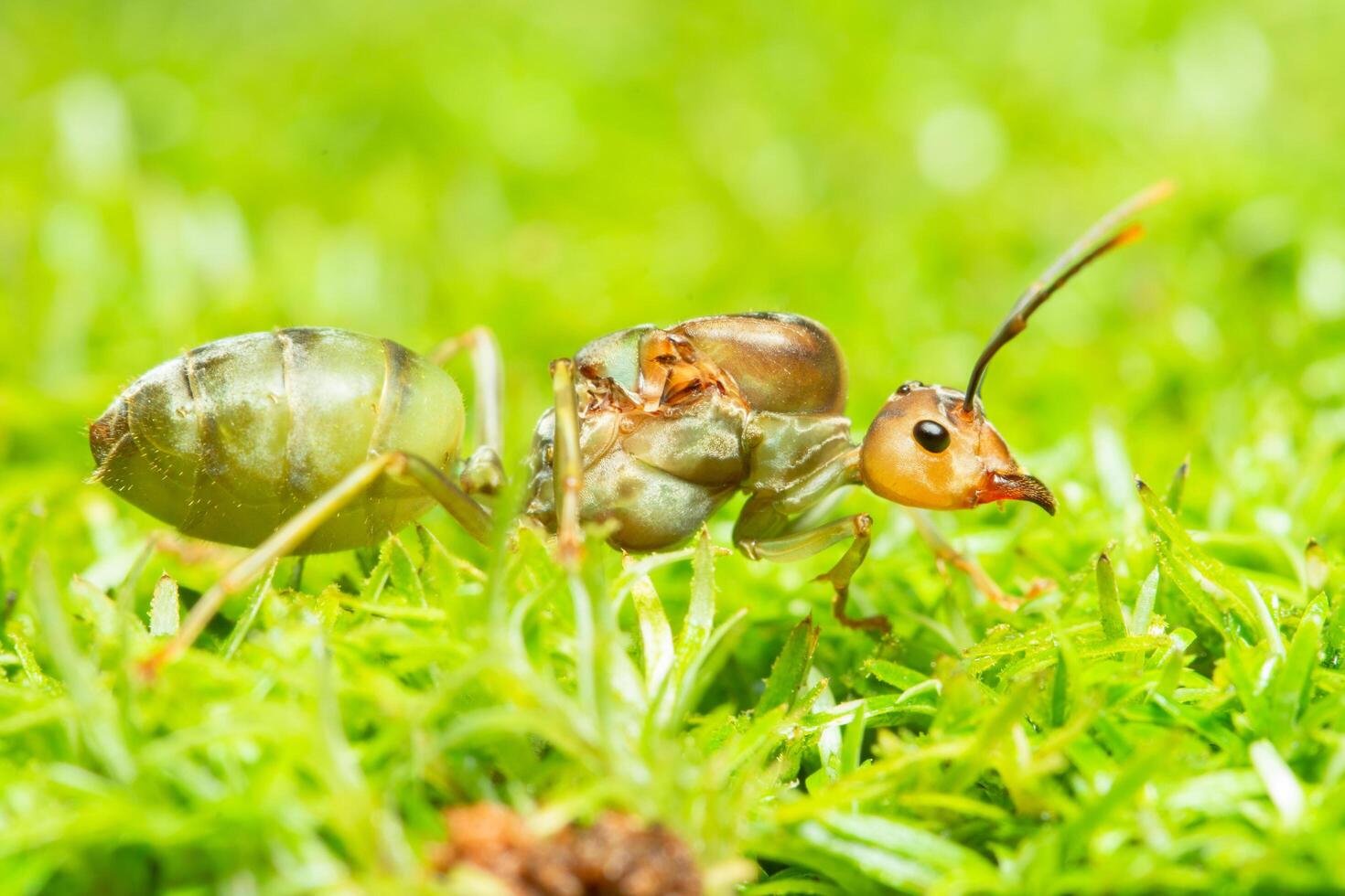 grüne Ameise im Gras foto