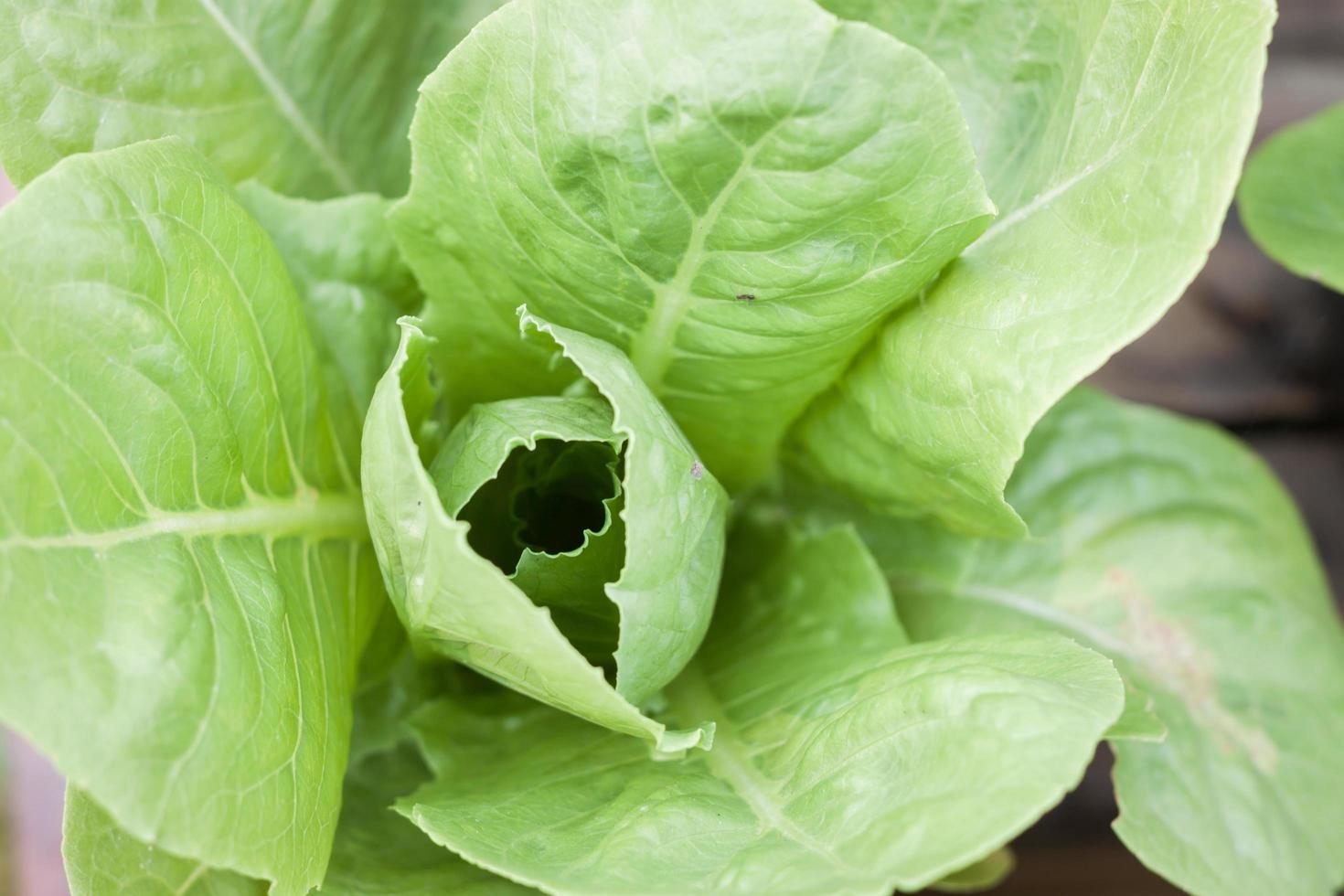 Draufsicht auf Salat foto