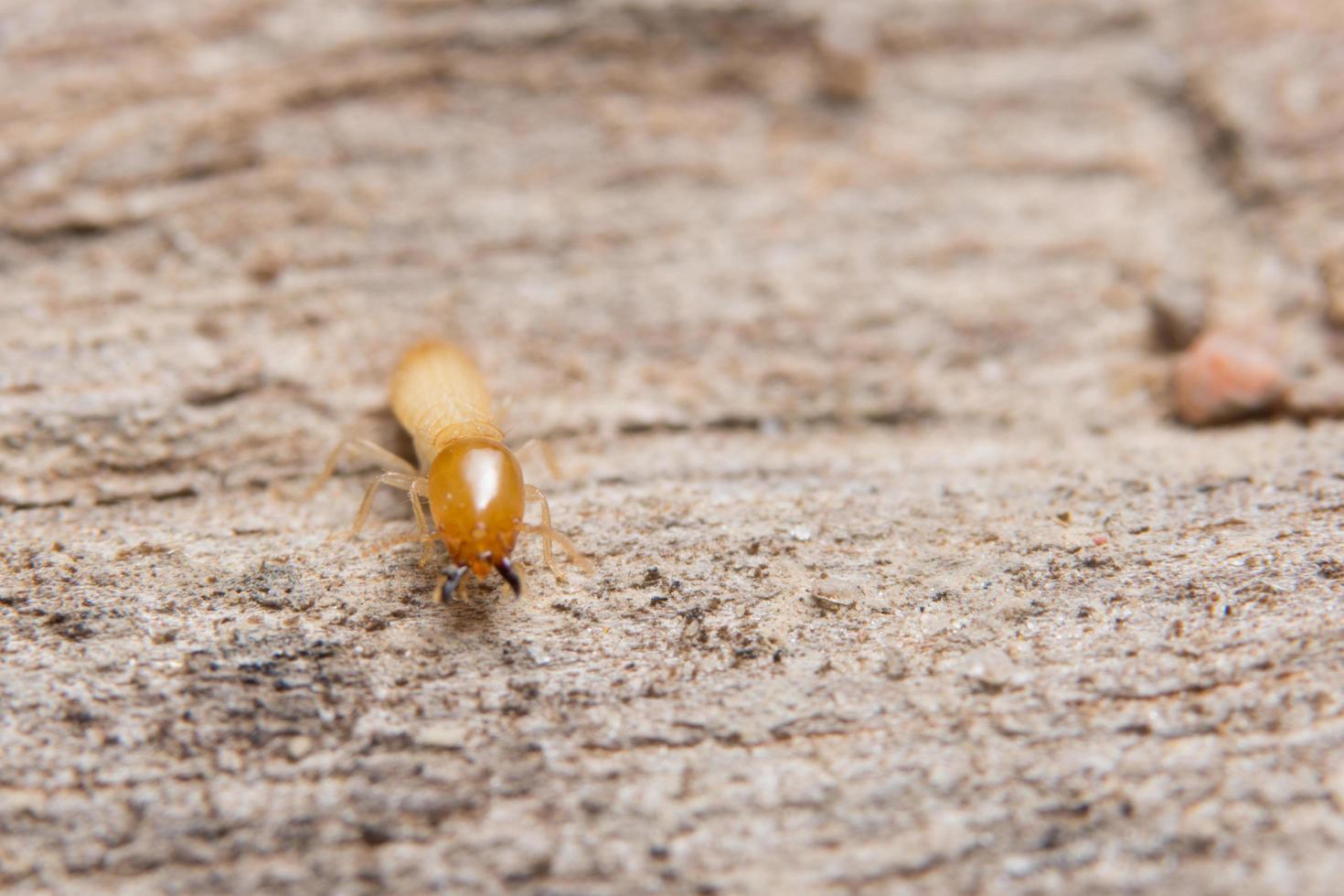 Termite auf Holz. Nahansicht foto