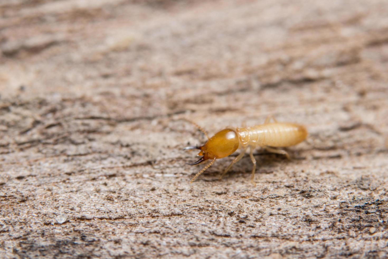 Termite auf Holz, Nahaufnahme foto