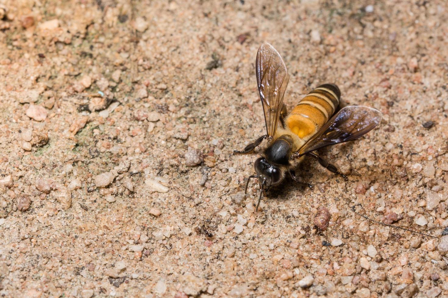 königliche Biene Nahaufnahmefoto foto